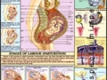 Chart - Pregnancy and Birth